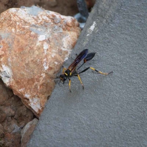do mud dauber wasps sting