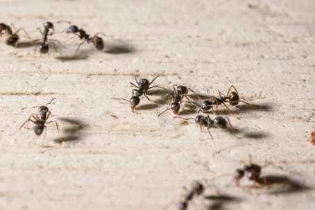 do odorous house ants bite