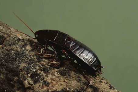 do oriental cockroaches bite