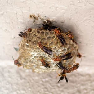 do paper wasps sting