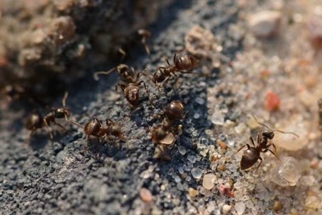 do pavement ants bite