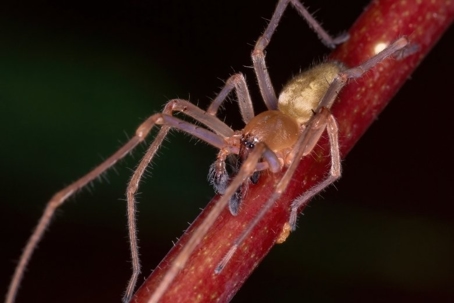 do sac spiders bite