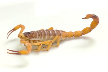 do scorpions bite