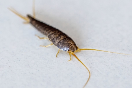 do silverfish bite