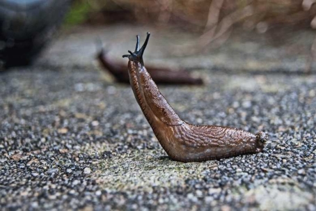 do slugs bite