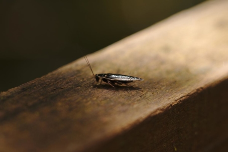 do smokybrown cockroaches bite