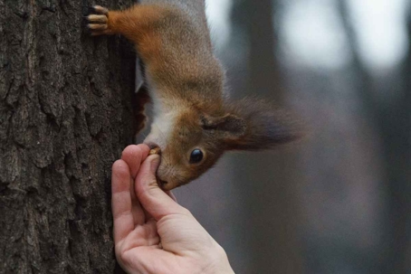 do squirrels bite