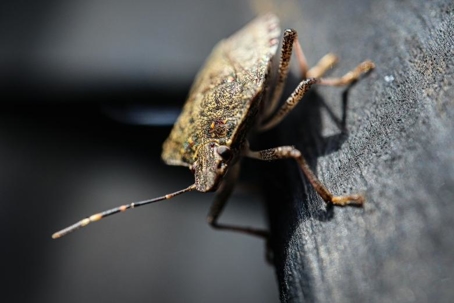 do stink bugs bite
