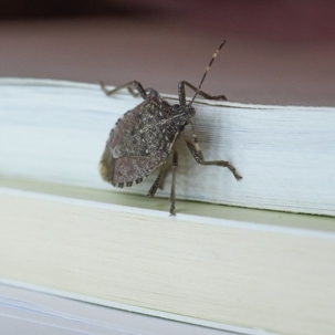 do stink bugs fly