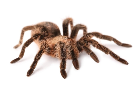 do tarantula spiders bite