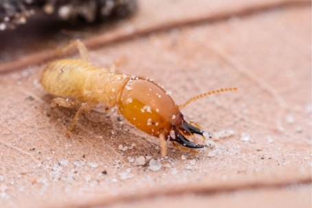 do termites bite