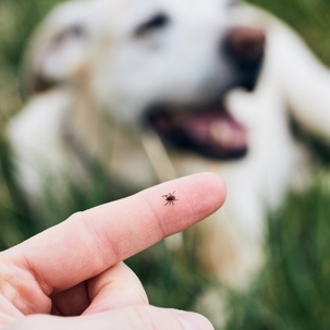 tick bites