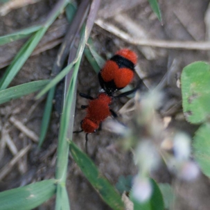 do velvet ants sting