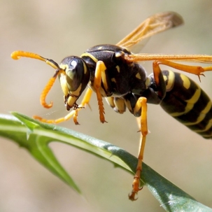 do wasps bite
