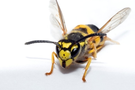do wasps bite