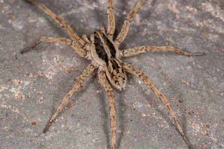 do wolf spiders bite