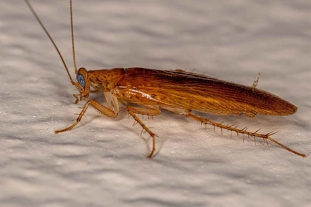 do wood cockroaches bite