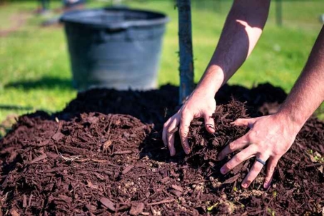 does mulch attract termites