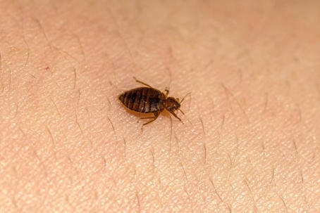 dust mite bites vs bed bug bites