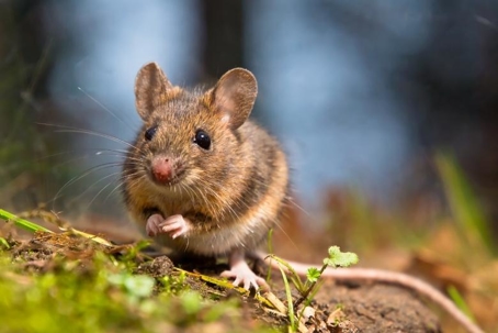 field mice vs house mice