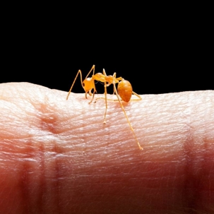 fire ants sting