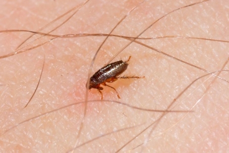 home remedies for flea control