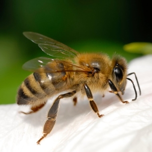 honeybees vs bumblebees