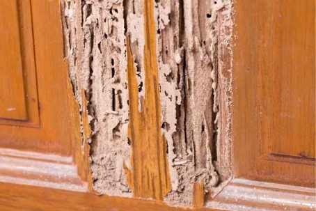 house termites