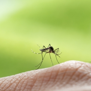 how high do mosquitoes fly