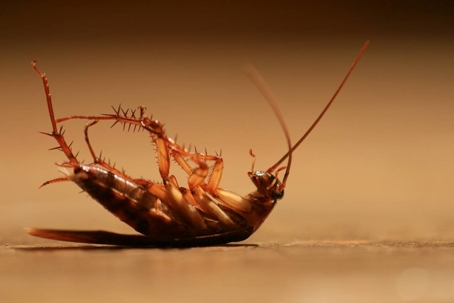 how long can a cockroach live without food