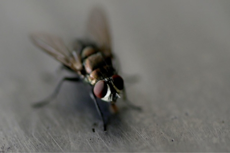 how long do flies live