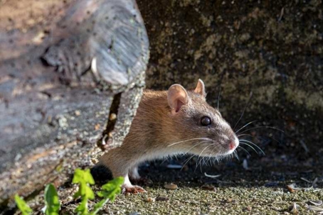 how to get rid of Norway rats
