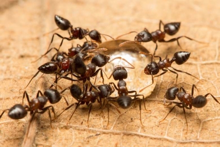 how to get rid of acrobat ants