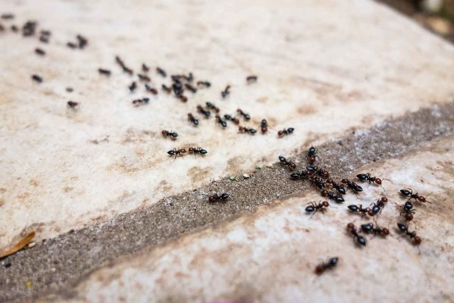 how to get rid of ants