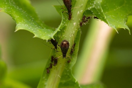 how to get rid of aphids