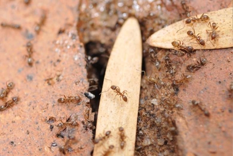 how to get rid of argentine ants