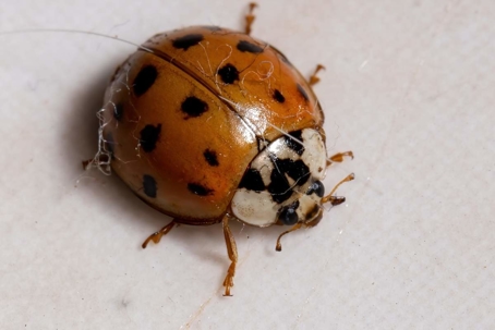how to get rid of asian lady beetles