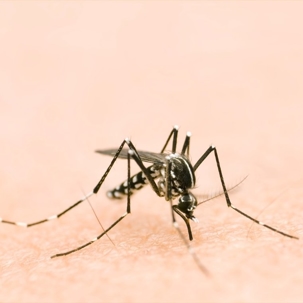 how to get rid of asian tiger mosquitoes