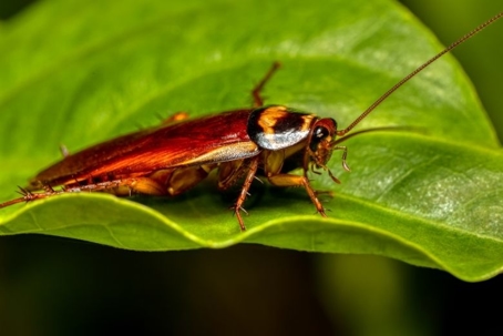 how to get rid of australian cockroaches