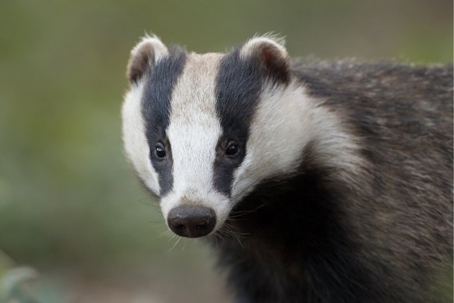 how to get rid of badgers