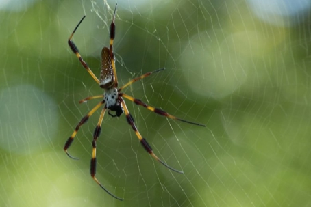 how to get rid of banana spiders