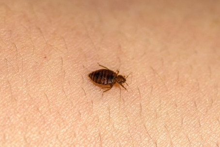 how to get rid of bed bugs