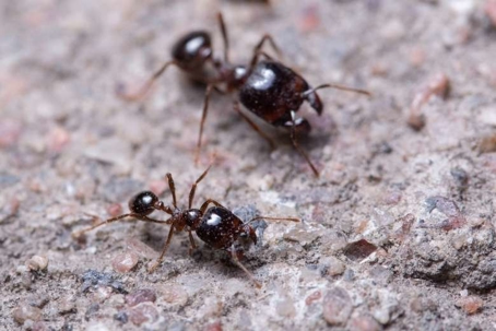 how to get rid of bigheaded ants