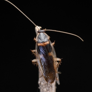 how to get rid of brown banded cockroaches