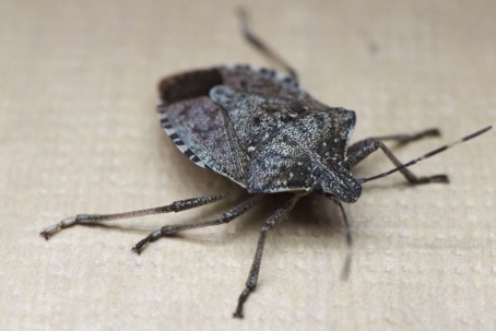 how to get rid of brown marmorated stink bugs
