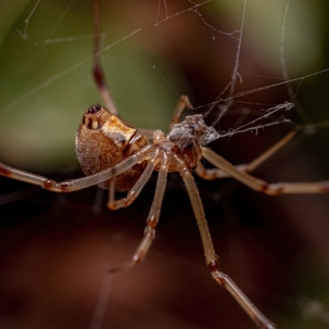 how to get rid of brown widow spiders