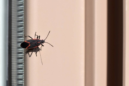 how to get rid of bugs