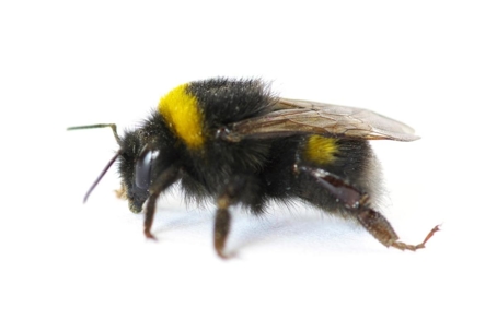 how to get rid of bumblebees