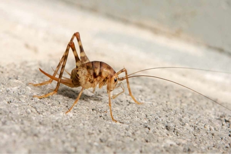 how to get rid of camel crickets