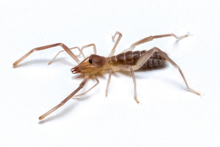 how to get rid of camel spiders